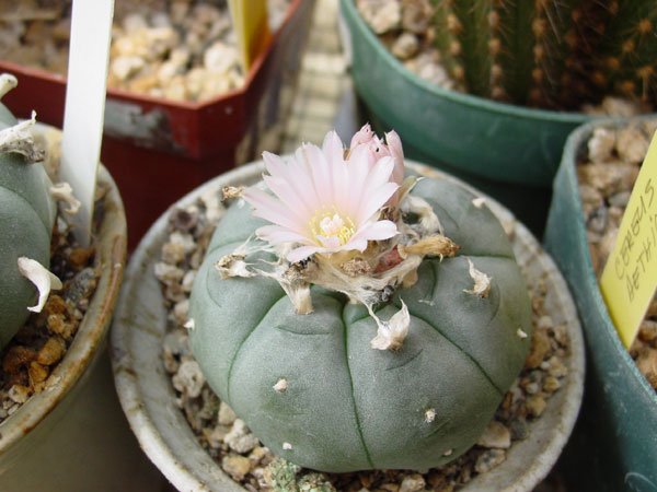 Lophophora_williamsii_7